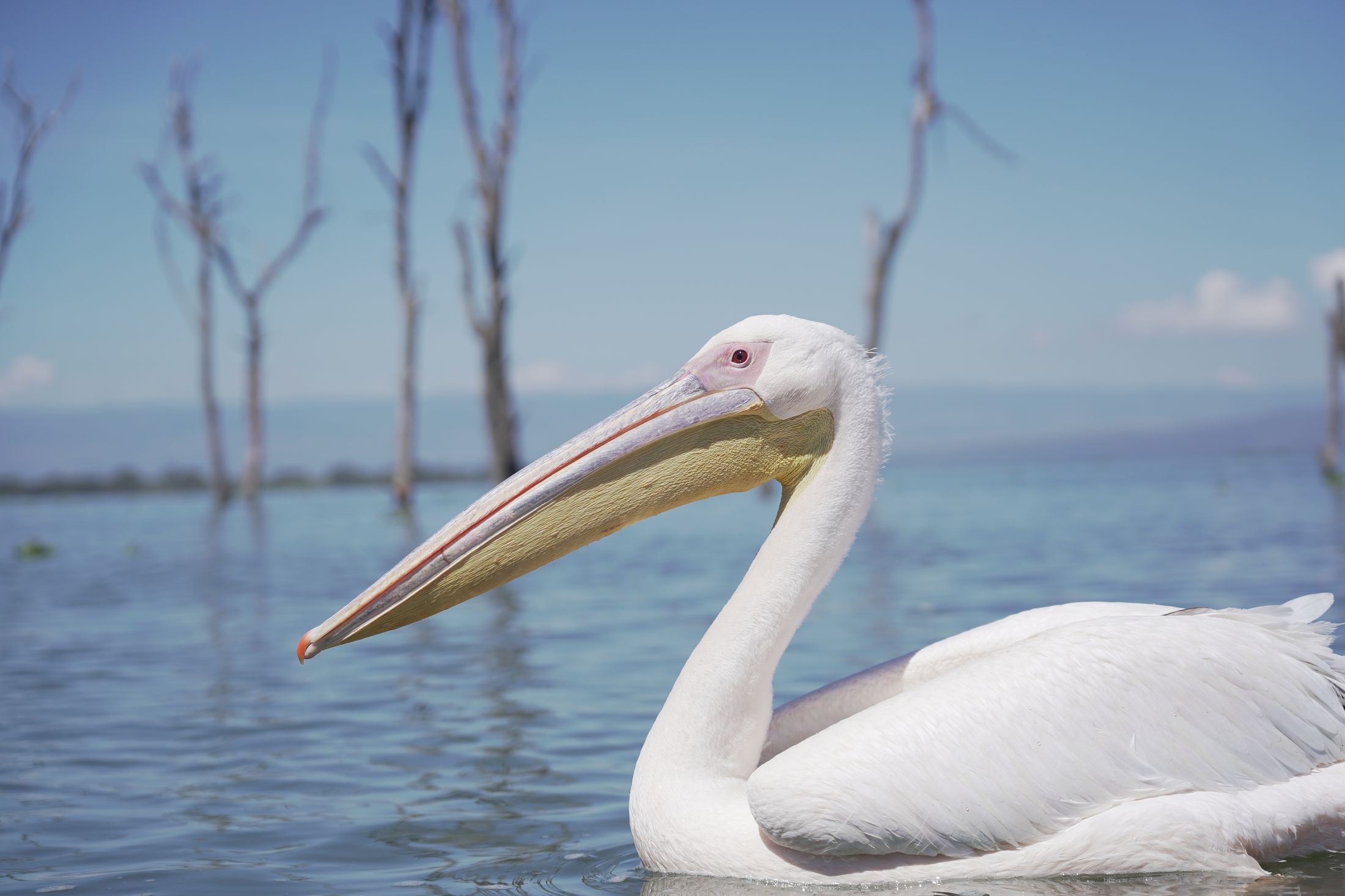 A great white pelican in profile on the pale blue water of Lake Naivasha, drowned acacia snags soft-focused behind.