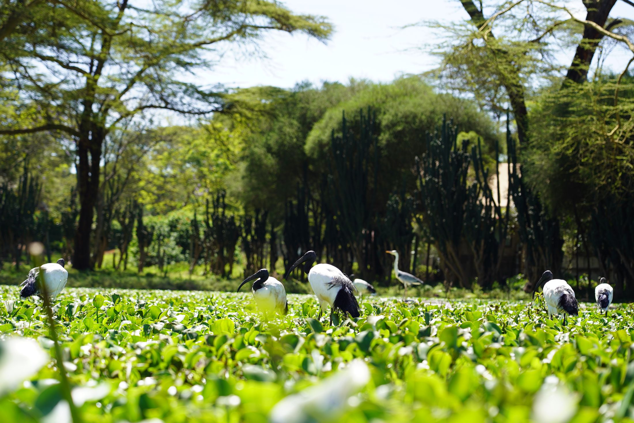 Sacred ibises feeding across a sunlit raft of water hyacinth at the Lake Naivasha shore, a grey heron and acacias behind.
