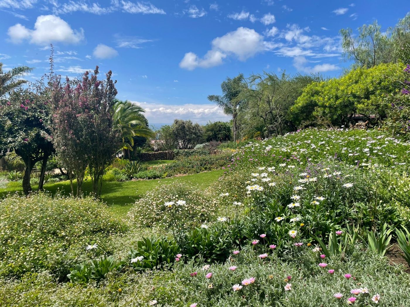 Terraced beds of daisies and pelargonium sloping down to a mown lawn, palms and flowering trees around, a pale line of Lake Naivasha on the horizon.